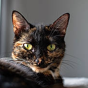 Nala participe au concours pour gagner de l'argent avec cette photo : cat, tortoiseshell, green_eyes, close_up, portrait, animal, pet, feline, whiskers, fur, ears, face, looking, indoor, soft_light, focused, detail, cute, domestic_cat, relaxed