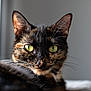 cat, tortoiseshell, green_eyes, close_up, portrait, animal, pet, feline, whiskers, fur, ears, face, looking, indoor, soft_light, focused, detail, cute, domestic_cat, relaxed