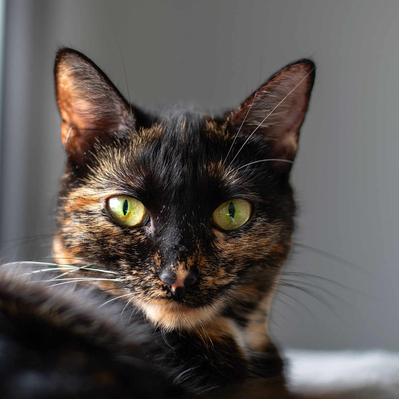 Nala