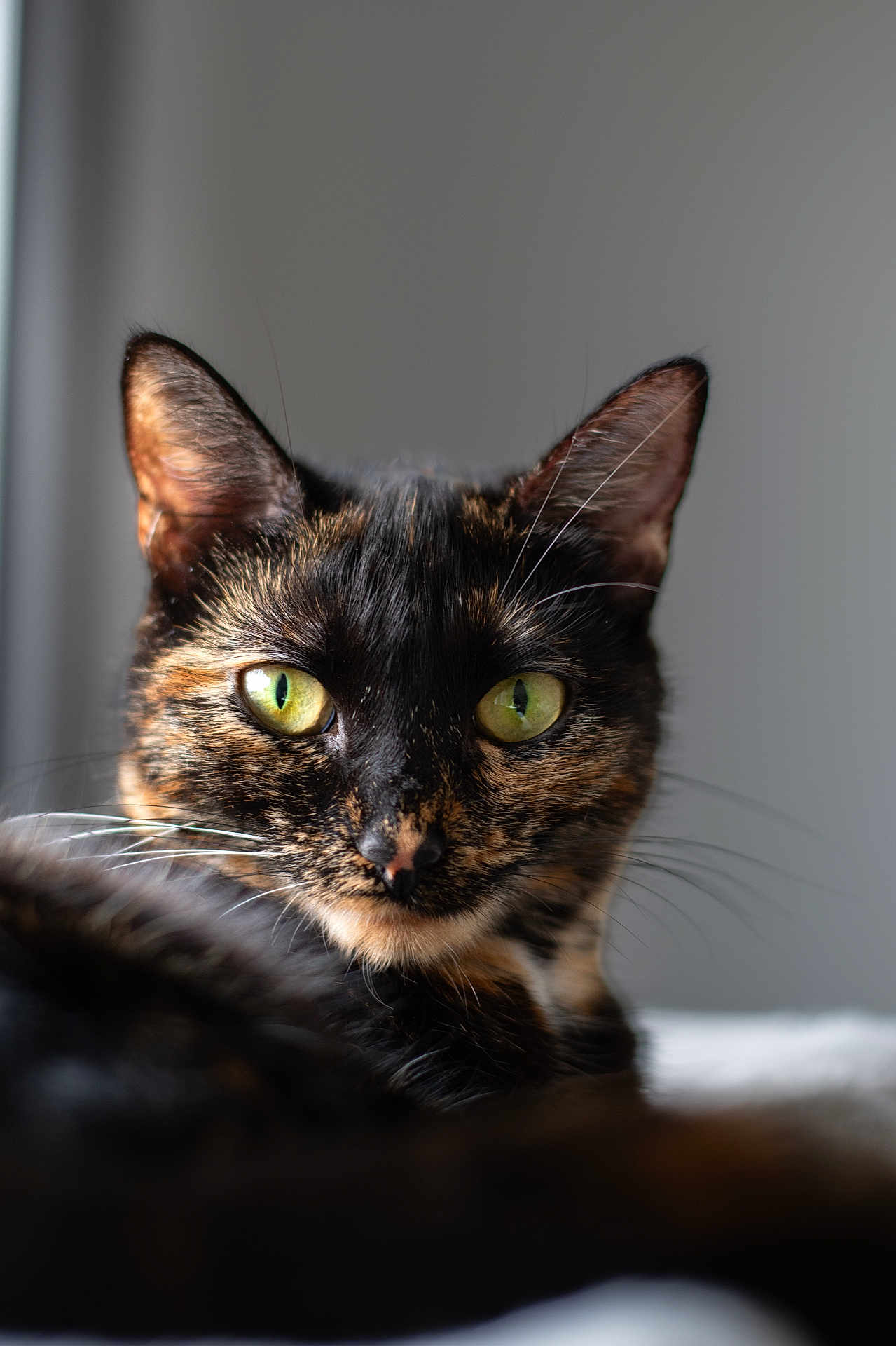 Nala participe au concours pour gagner de l'argent avec cette photo : cat, tortoiseshell, green_eyes, close_up, portrait, animal, pet, feline, whiskers, fur, ears, face, looking, indoor, soft_light, focused, detail, cute, domestic_cat, relaxed