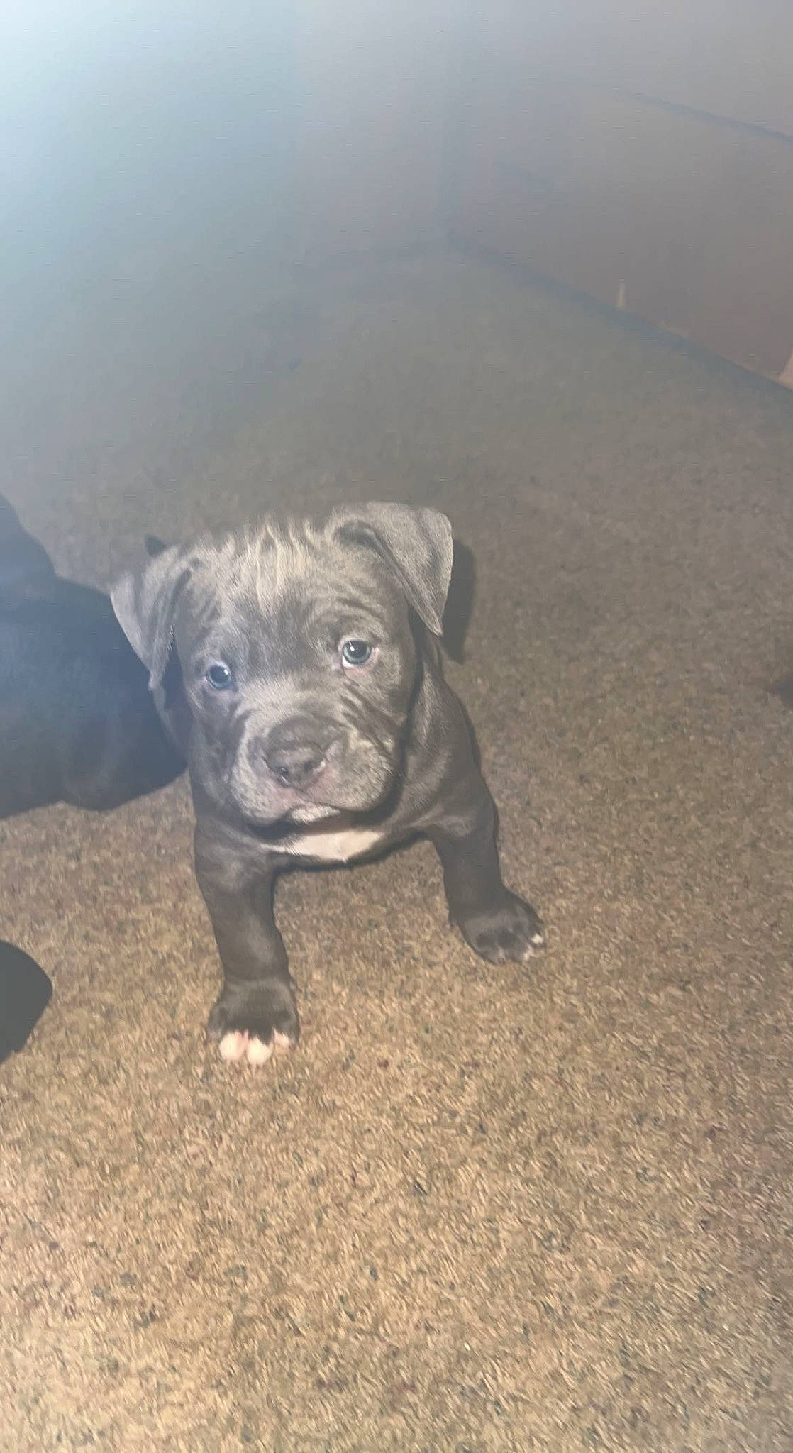 Dax joined the competition — help win amazing prizes! art, canidae, carnivore, companion_dog, dog, dog_breed, electric_blue, fawn, guard_dog, non_sporting_group, puppy, road_surface, sculpture, soil, sporting_group, tail, terrestrial_animal, toy_dog, working_animal, working_dog