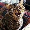 Raj is registered to the contest to win money with this photo: cat, tabby_cat, feline, pet, animal, indoor, plaid_cushion, bicycle_wheel, whiskers, fur, mouth_open, teeth, ears, sitting, cozy, household, relaxed, striped, close_up, furniture