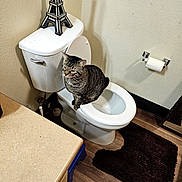 Raj joined the competition — help win amazing prizes! cat, toilet, bathroom, eiffel_tower_model, toilet_paper, bathroom_rug, wooden_floor, countertop, cabinet, wall, indoor, pet, tabby_cat, feline, household, domestic, animal, curious, resting, small_space