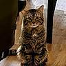 Raj joined the competition — help win amazing prizes! cat, tabby_cat, indoor, wooden_floor, chair, furniture, pet, animal, striped, shadow, sitting, looking, ears, floor, domestic, quiet, home, curious, fur, whiskers