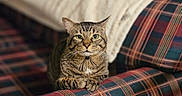 Raj is registered to the contest to win money with this photo: cat, tabby, green_eyes, plaid_couch, indoor, pet, fur, whiskers, animal, relaxed, feline, cozy, blanket, home, looking_at_camera, resting, domestic_cat, cute, portrait, striped