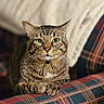 cat, tabby, green_eyes, plaid_couch, indoor, pet, fur, whiskers, animal, relaxed, feline, cozy, blanket, home, looking_at_camera, resting, domestic_cat, cute, portrait, striped