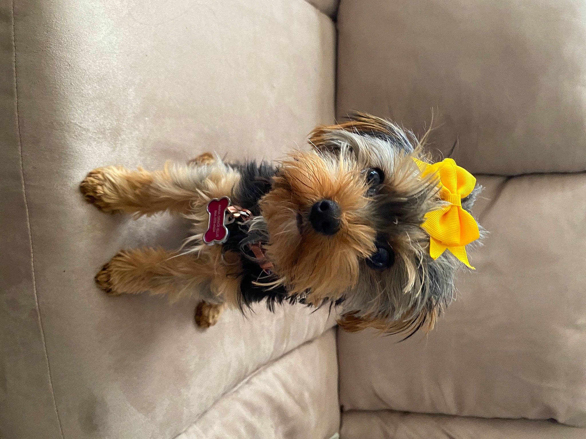 Daisy Mae is registered to the contest to win money with this photo: canidae, carnivore, comfort, companion_dog, couch, dog, dog_breed, dog_supply, fawn, flooring, flower, fur, linens, small_terrier, sporting_group, stuffed_toy, terrier, toy, toy_dog, working_animal