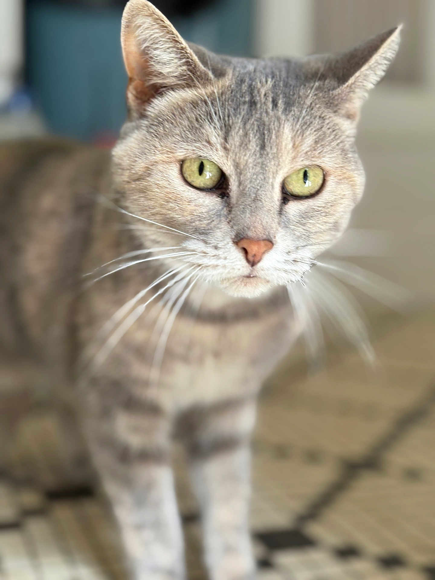 Mojito