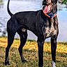 Arkan participe au concours pour gagner de l'argent avec cette photo : animal, black_dog, canine, collar, dog, grass, happy, lake, muzzle, nature, outdoor, park, paw, pet, standing, summer, sunlight, tongue_out, trees, water
