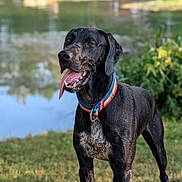 Arkan a rejoint le concours — aidez-le/la à gagner de superbes lots ! animal, black_dog, canine, collar, daytime, dog, grass, greenery, happy, lake, nature, outdoor, pet, playful, portrait, reflection, summer, tongue_out, water, wet_fur