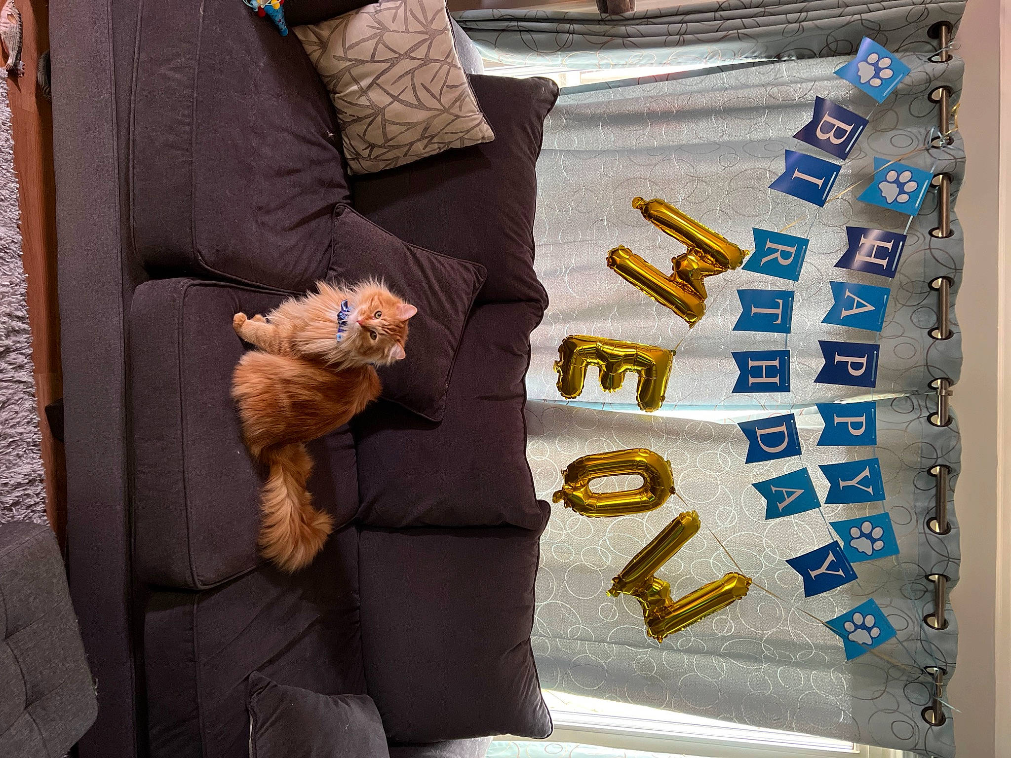 Griffin is registered to the contest to win money with this photo: brown, comfort, electric_blue, font, fur, linens, pattern, product, rectangle, room, sleeve, stuffed_toy, teddy_bear, textile, toy, wood