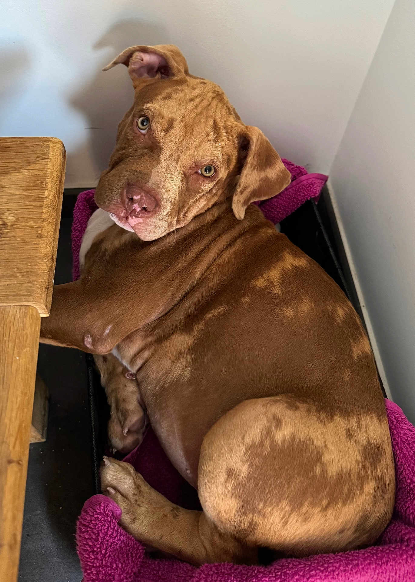 Minnie participe au concours pour gagner de l'argent avec cette photo : dog, brindle, pet, bed, purple, resting, looking_back, ear, fur, cozy, indoor, floor, snout, paw, animal, cute, companion, relaxed, brown, spot