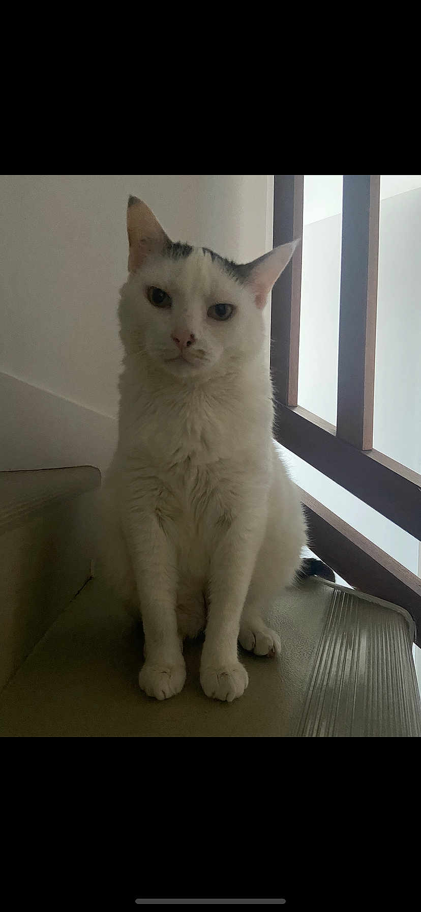 Junior a rejoint le concours — aidez-le/la à gagner de superbes lots ! cat, white_cat, animal, pet, indoor, stairs, wooden_railing, fur, sitting, looking_at_camera, calm, closeup, portrait, paw, whiskers, feline, domestic_cat, quiet, home, natural_light