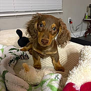 Shiloh joined the competition — help win amazing prizes! puppy, dog, brown_dog, floppy_ears, bed, blanket, plush_toy, indoor, curious, pet, animal, young_dog, soft_toys, cozy, resting, cute, looking, furniture, window_blinds, electrical_outlet
