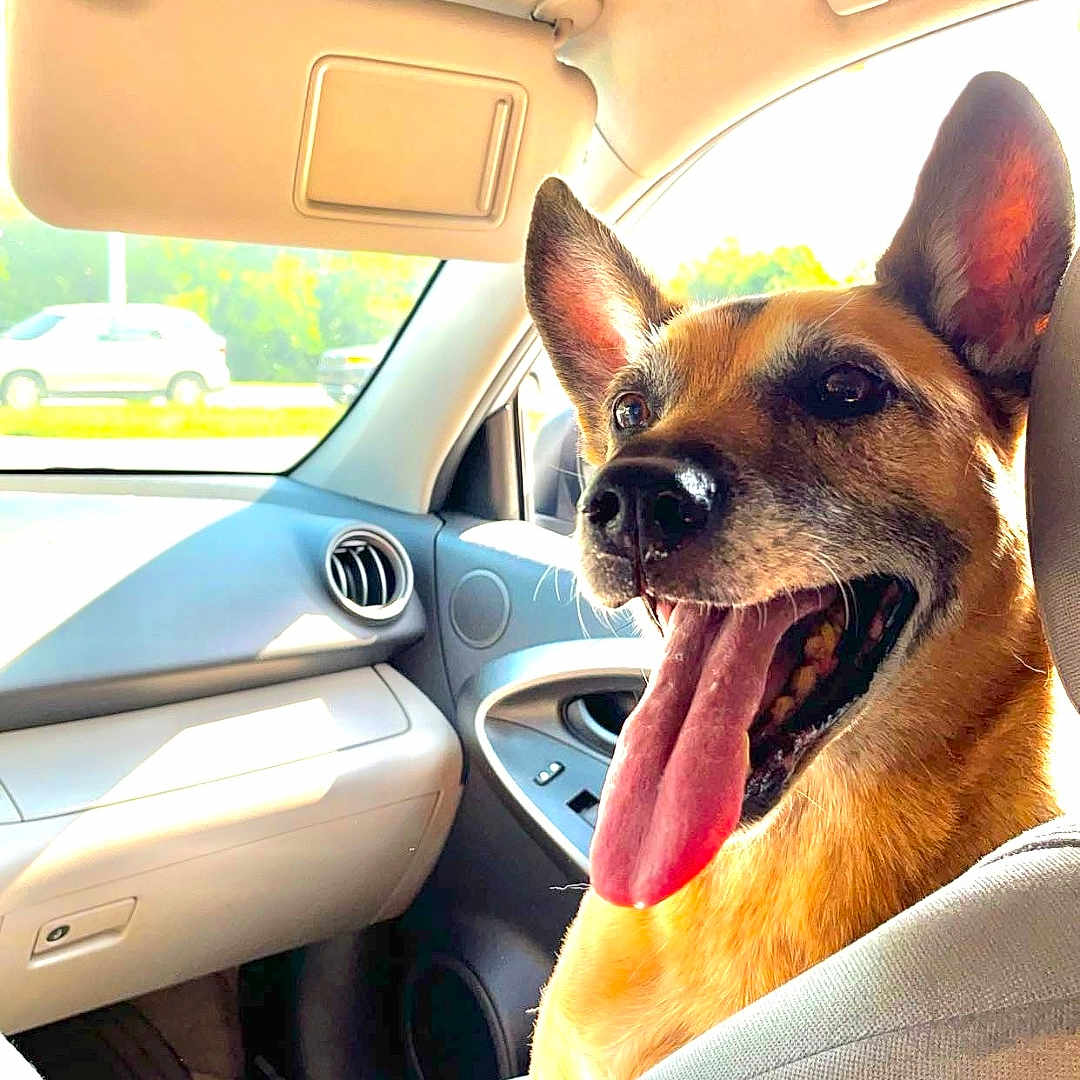 Stanley joined the competition — help win amazing prizes! adult, alloywheel, animal, bride, canine, car, car_interior, carseat, cushion, dog, female, homedecor, machine, person, pet, transportation, vehicle, wedding, wheel, woman