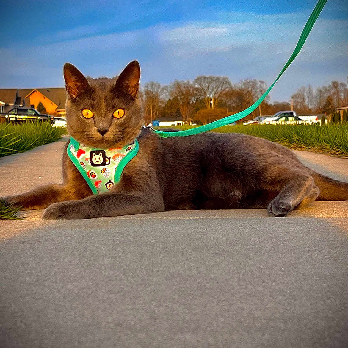 Nova joined the competition — help win amazing prizes! abyssinian, accessories, animal, car, cat, collar, grass, harness, kitten, leash, manx, outdoors, person, pet, plant, road, strap, tarmac, transportation, vehicle