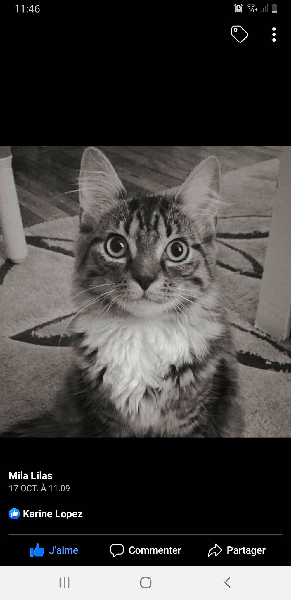 Bounty participe au concours pour gagner de l'argent avec cette photo : asian, black_and_white, carnivore, cat, domestic_short_haired_cat, european_shorthair, felidae, kitten, maine_coon, monochrome_photography, norwegian_forest_cat, photo_caption, photography, siberian, small_to_medium_sized_cats, snapshot, stock_photography, tabby_cat, whiskers