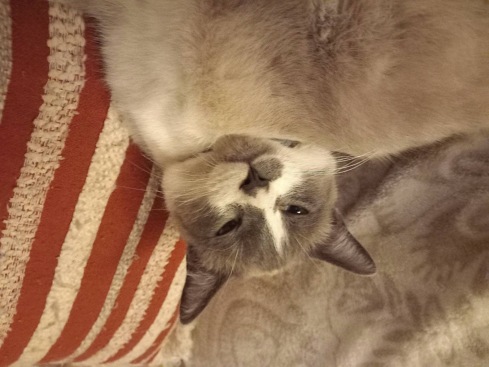 Haru a rejoint le concours — aidez-le/la à gagner de superbes lots ! canidae, carnivore, cat, comfort, companion_dog, dog_breed, domestic_short_haired_cat, fawn, felidae, grey, leg, linens, paw, small_to_medium_sized_cats, snout, sporting_group, tail, terrestrial_animal, whiskers, wood