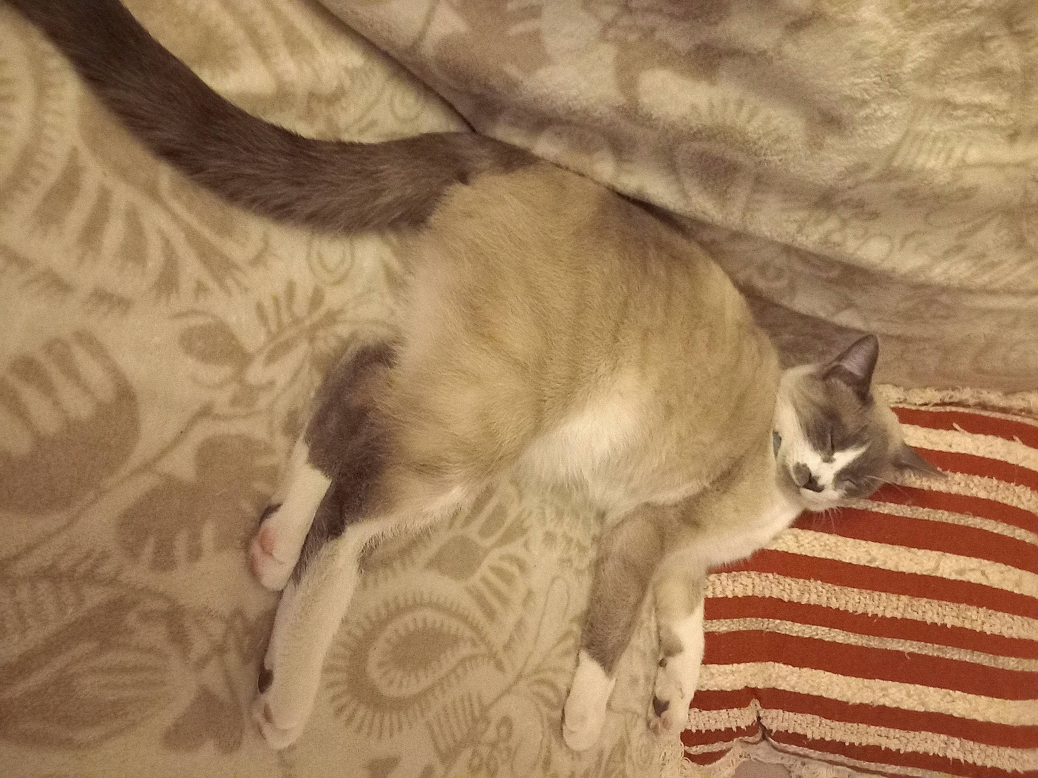 Haru a rejoint le concours — aidez-le/la à gagner de superbes lots ! carnivore, cat, comfort, domestic_short_haired_cat, fawn, felidae, fur, grey, hardwood, linens, nap, paw, sleep, small_to_medium_sized_cats, snout, tail, whiskers, wood