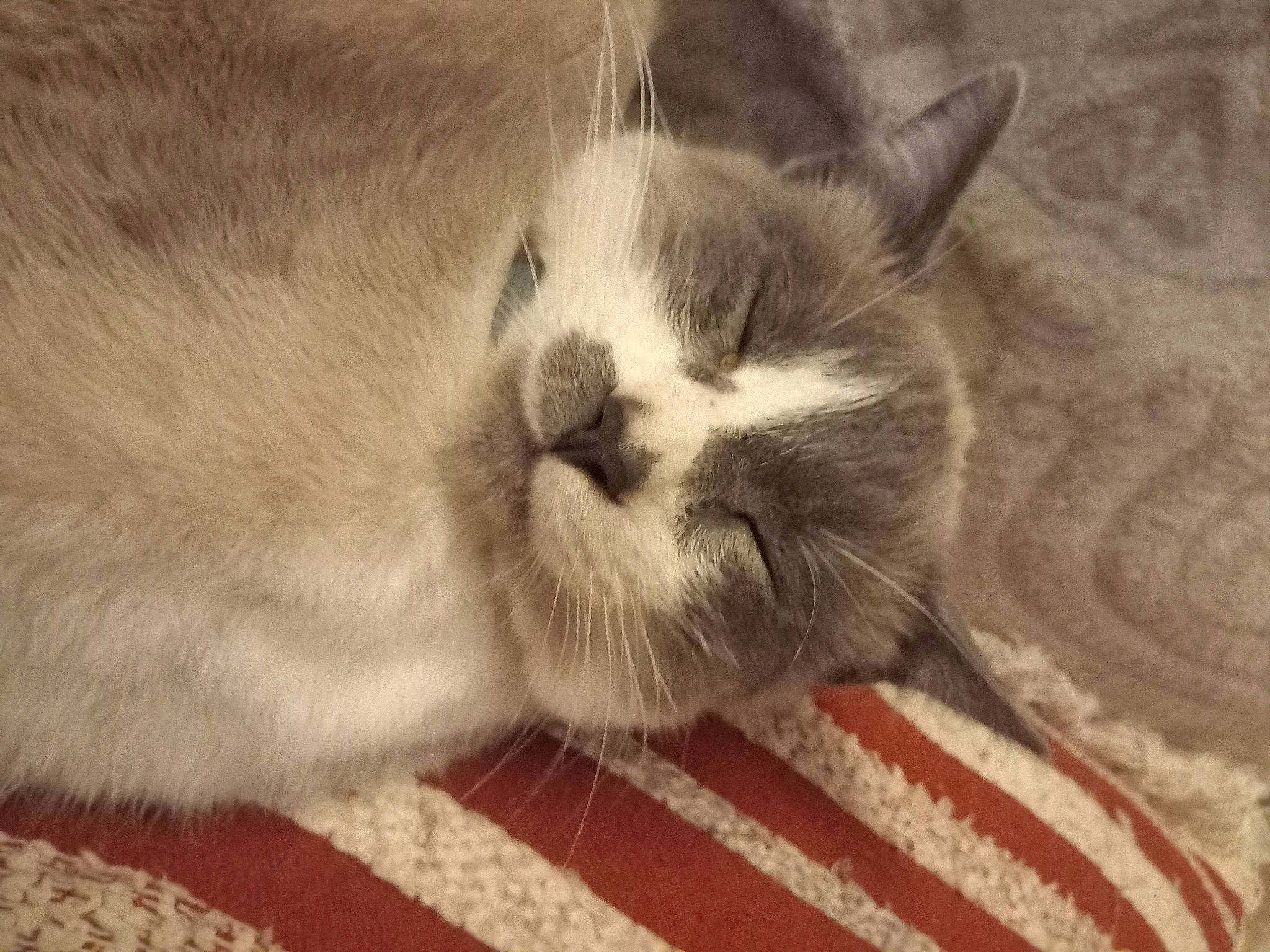 Haru a rejoint le concours — aidez-le/la à gagner de superbes lots ! carnivore, cat, claw, comfort, domestic_short_haired_cat, eye, fawn, felidae, fur, nap, paw, sleep, small_to_medium_sized_cats, snout, tail, terrestrial_animal, whiskers