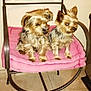 Pomme a rejoint le concours — aidez-le/la à gagner de superbes lots ! animal, chair, companion, cute, dog, domestic, fluffy, friendship, fur, indoor, looking_away, metal_chair, pet, petsitting, pink_cushion, resting, seated, small_dog, tile_floor, two_dogs