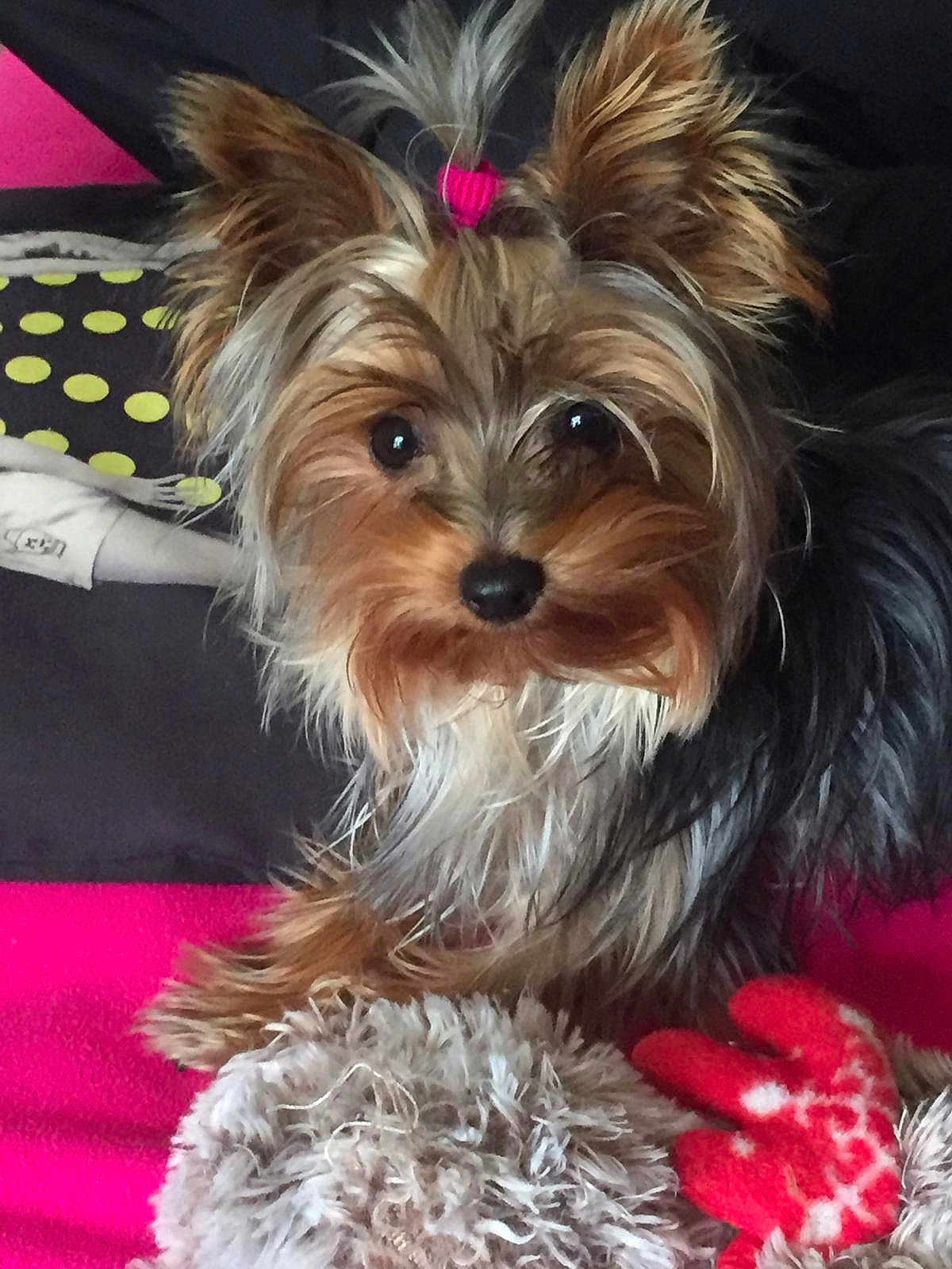 Pomme