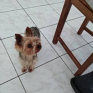 Pomme a rejoint le concours — aidez-le/la à gagner de superbes lots ! animal, black_nose, companion, curious, cute, dog, domestic, ears, floor, foot, fur, indoor, looking_up, pet, slipper, small_dog, tile_floor, tiny, waiting, wooden_chair