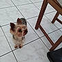 animal, black_nose, companion, curious, cute, dog, domestic, ears, floor, foot, fur, indoor, looking_up, pet, slipper, small_dog, tile_floor, tiny, waiting, wooden_chair