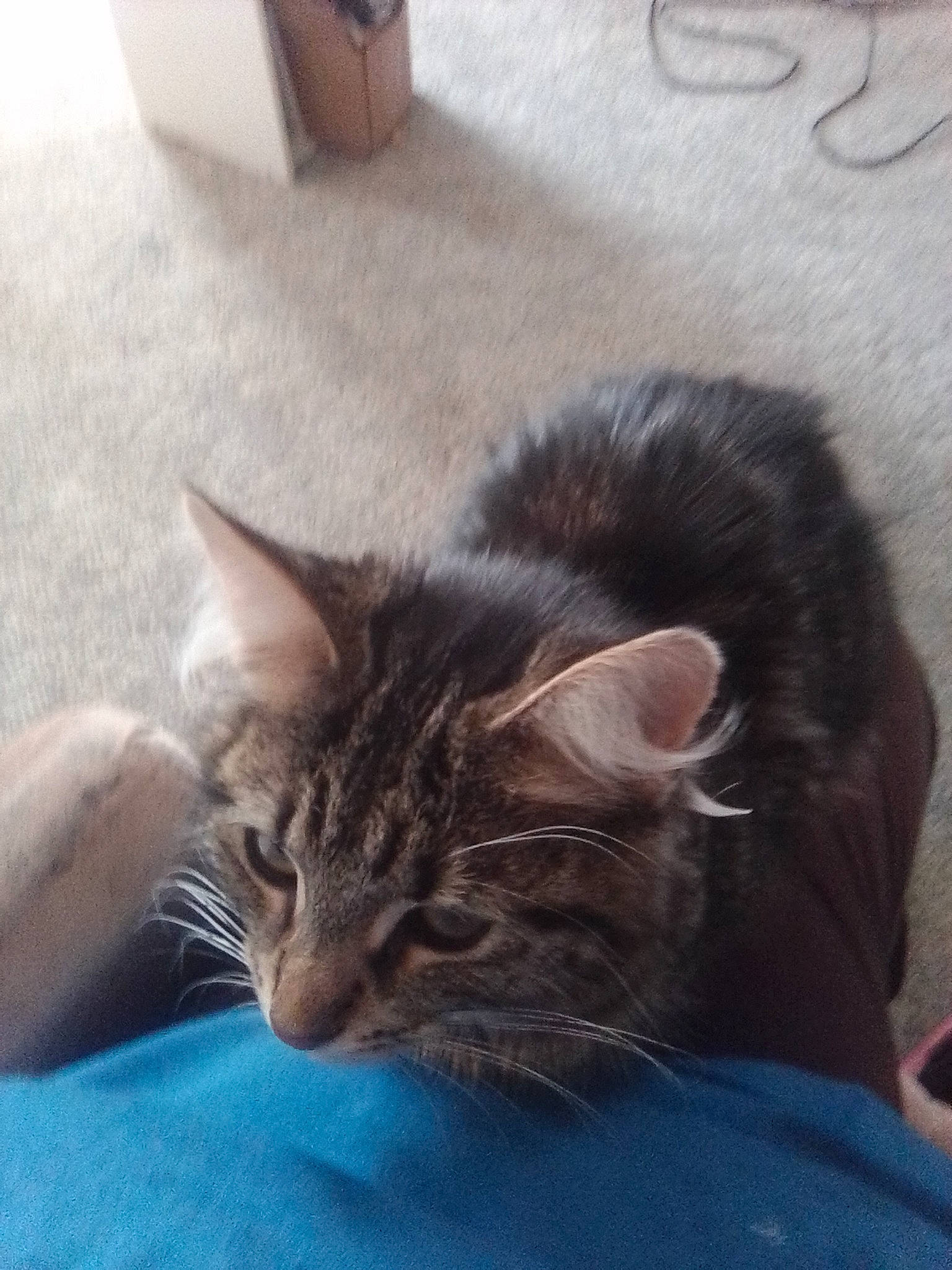 Sophie is registered to the contest to win money with this photo: carnivore, cat, claw, comfort, domestic_short_haired_cat, eye, fawn, felidae, flooring, fur, mammal, nap, paw, plant, small_to_medium_sized_cats, snout, tail, vertebrate, whiskers, window