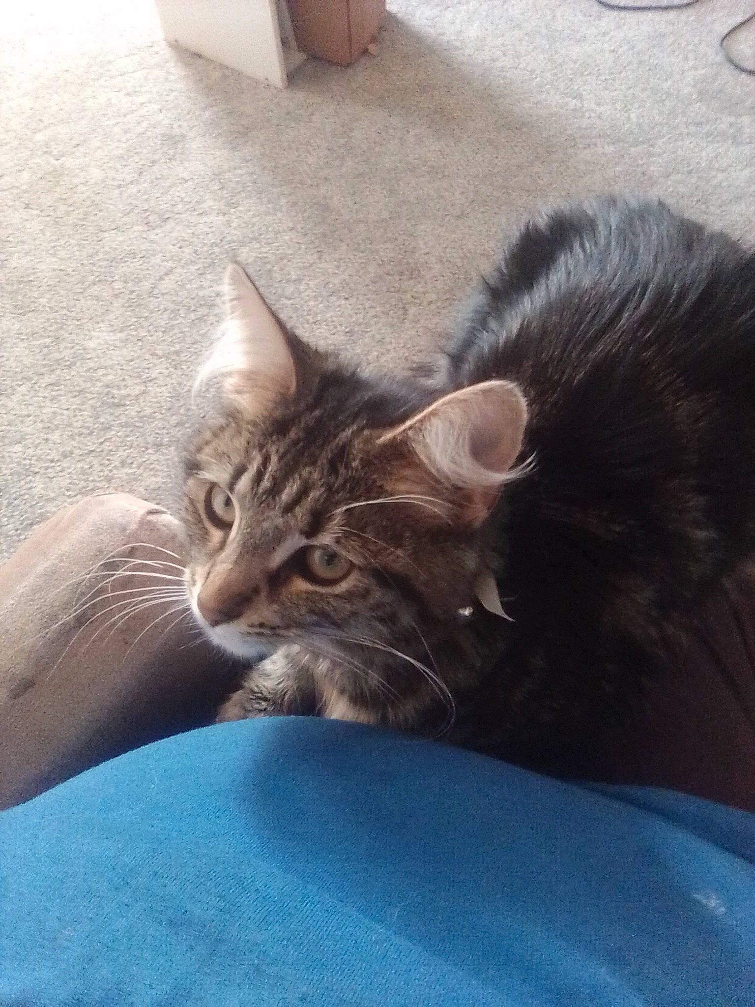 Sophie joined the competition — help win amazing prizes! carnivore, cat, claw, comfort, domestic_short_haired_cat, door, felidae, flooring, fur, grey, nap, paw, sitting, small_to_medium_sized_cats, snout, tail, terrestrial_animal, whiskers, window