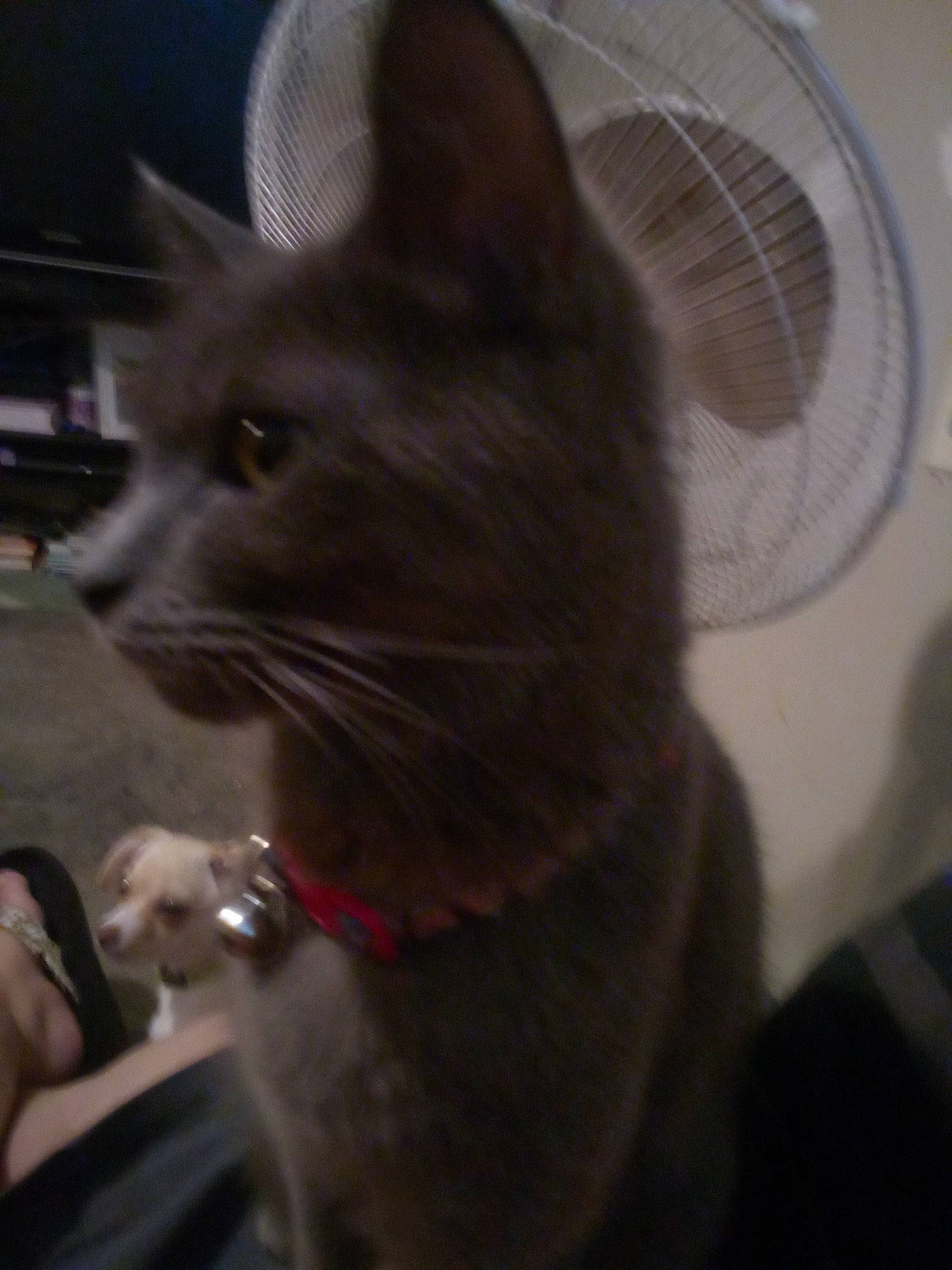 Sweetie is registered to the contest to win money with this photo: black_cat, carnivore, cat, domestic_short_haired_cat, ear, felidae, fur, grey, havana_brown, small_to_medium_sized_cats, snout, tail, terrestrial_animal, whiskers