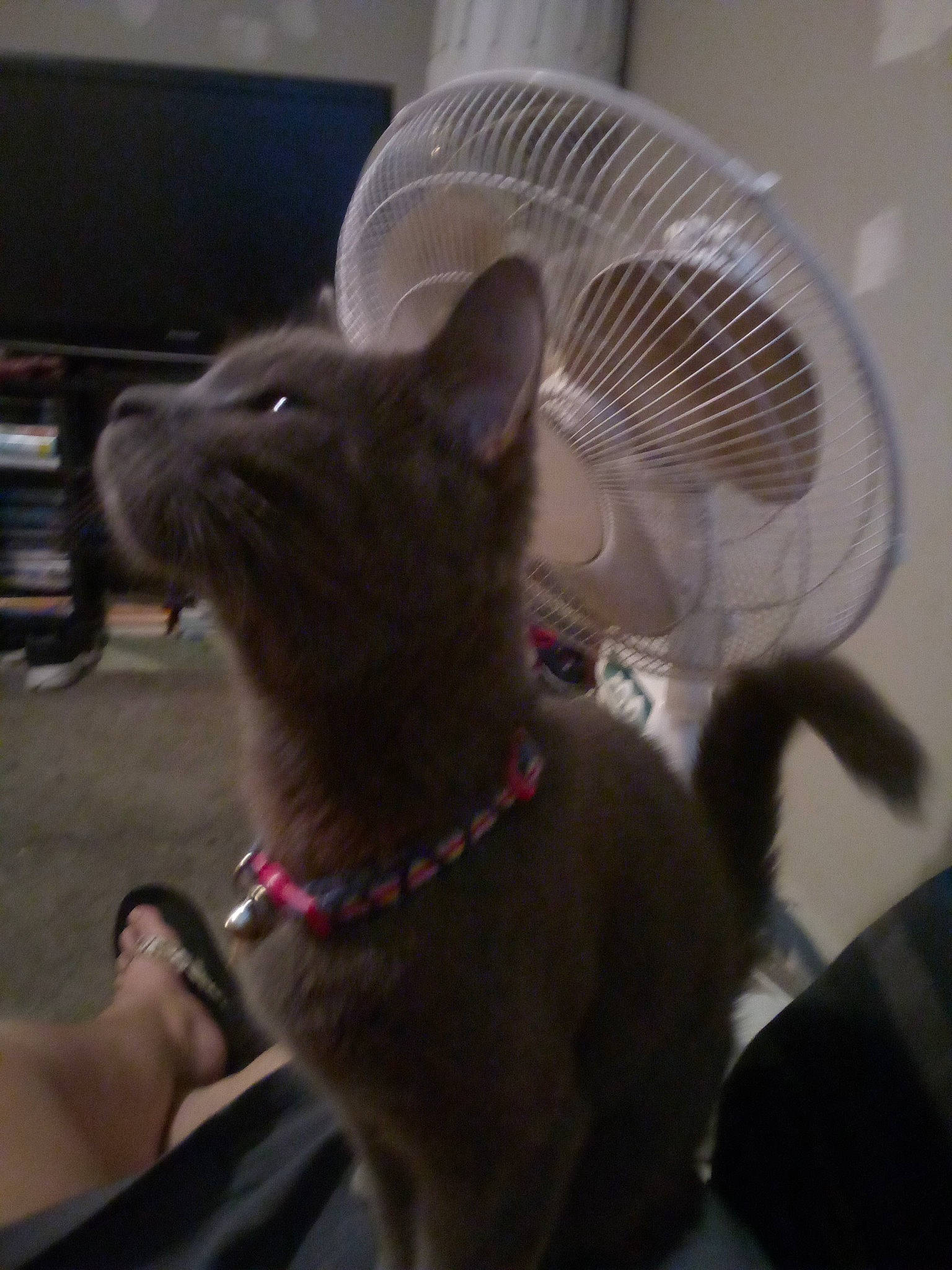 Sweetie is registered to the contest to win money with this photo: canidae, carnivore, collar, comfort, companion_dog, dog_breed, domestic_short_haired_cat, ear, fawn, felidae, fur, liver, mechanical_fan, non_sporting_group, small_to_medium_sized_cats, tail, whiskers, wing