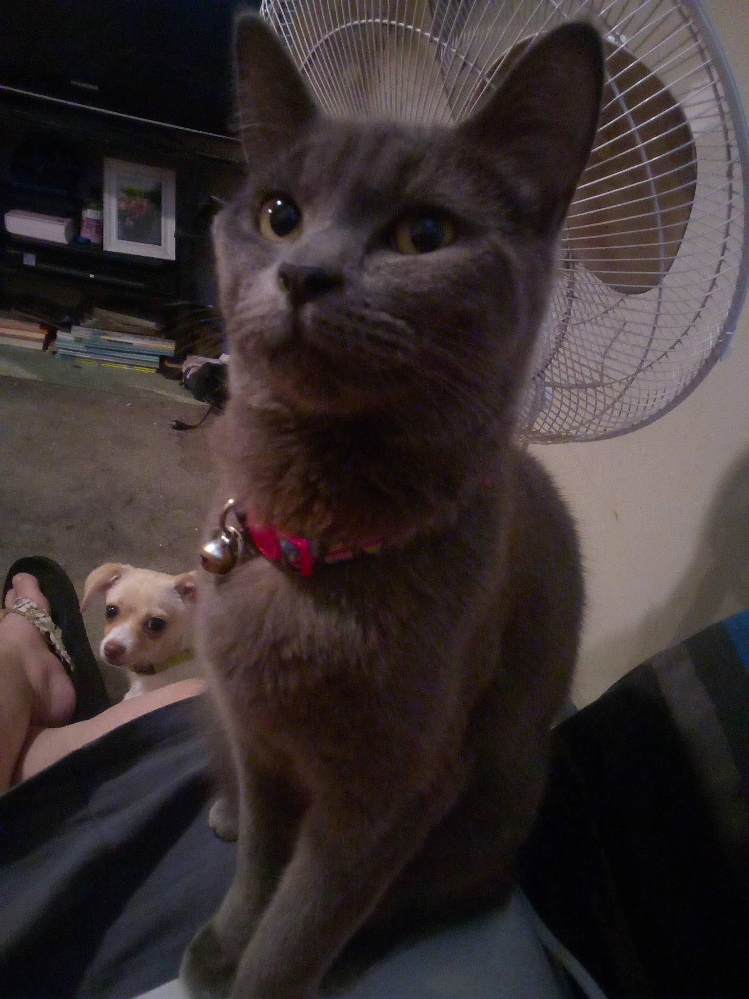 Sweetie is registered to the contest to win money with this photo: carnivore, cat, chartreux, collar, comfort, companion_dog, domestic_short_haired_cat, fawn, felidae, fur, grey, paw, russian_blue, sitting, small_to_medium_sized_cats, snout, tail, television, whiskers, window