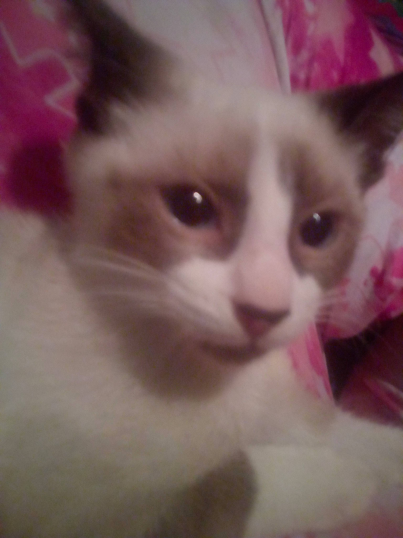 Oliver is registered to the contest to win money with this photo: carnivore, cat, domestic_short_haired_cat, ear, felidae, fur, paw, small_to_medium_sized_cats, snout, whiskers