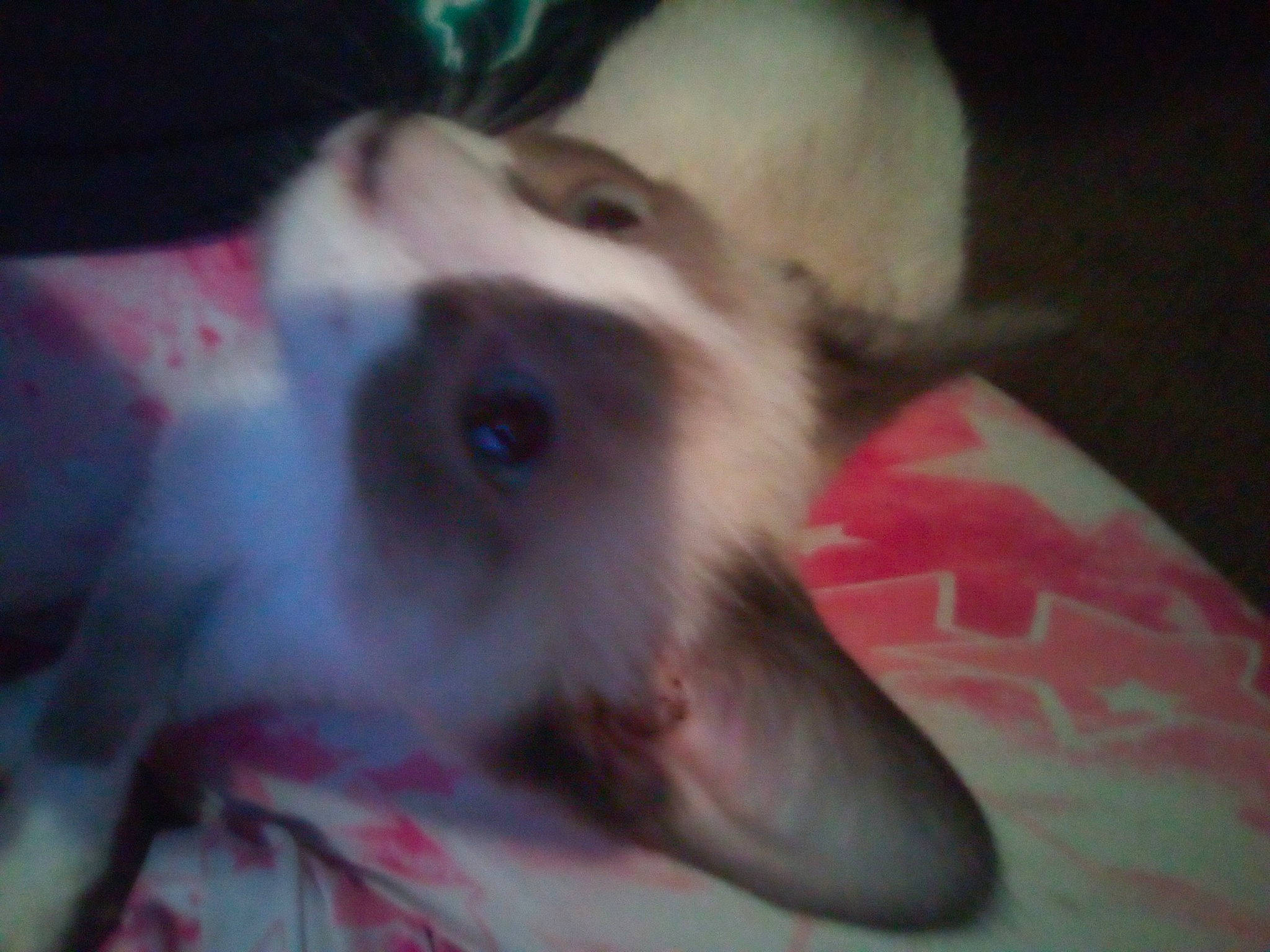 Oliver joined the competition — help win amazing prizes! canidae, carnivore, companion_dog, dog, dog_breed, ear, fawn, felidae, fur, non_sporting_group, paw, small_to_medium_sized_cats, sporting_group, toy_dog, whiskers, working_animal