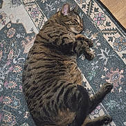 Benny is registered to the contest to win money with this photo: cat, tabby, sleeping, curled_up, rug, patterned_rug, indoor, pet, feline, fur, whiskers, relaxed, cozy, wooden_floor, domestic_animal, animal, resting, close_up, striped, cute