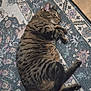 cat, tabby, sleeping, curled_up, rug, patterned_rug, indoor, pet, feline, fur, whiskers, relaxed, cozy, wooden_floor, domestic_animal, animal, resting, close_up, striped, cute