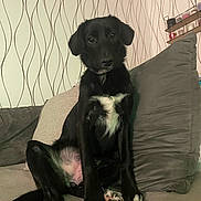 Aria a rejoint le concours — aidez-le/la à gagner de superbes lots ! dog, black_dog, pet, couch, pillow, sitting, indoor, living_room, wallpaper, fur, white_chest_marking, paws, nose, eyes, portrait, relaxed, seat, blanket, shelf, cute