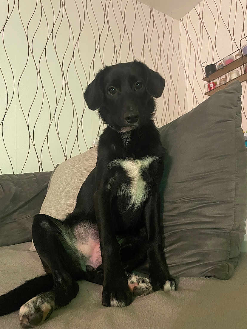 Aria a rejoint le concours — aidez-le/la à gagner de superbes lots ! dog, black_dog, pet, couch, pillow, sitting, indoor, living_room, wallpaper, fur, white_chest_marking, paws, nose, eyes, portrait, relaxed, seat, blanket, shelf, cute