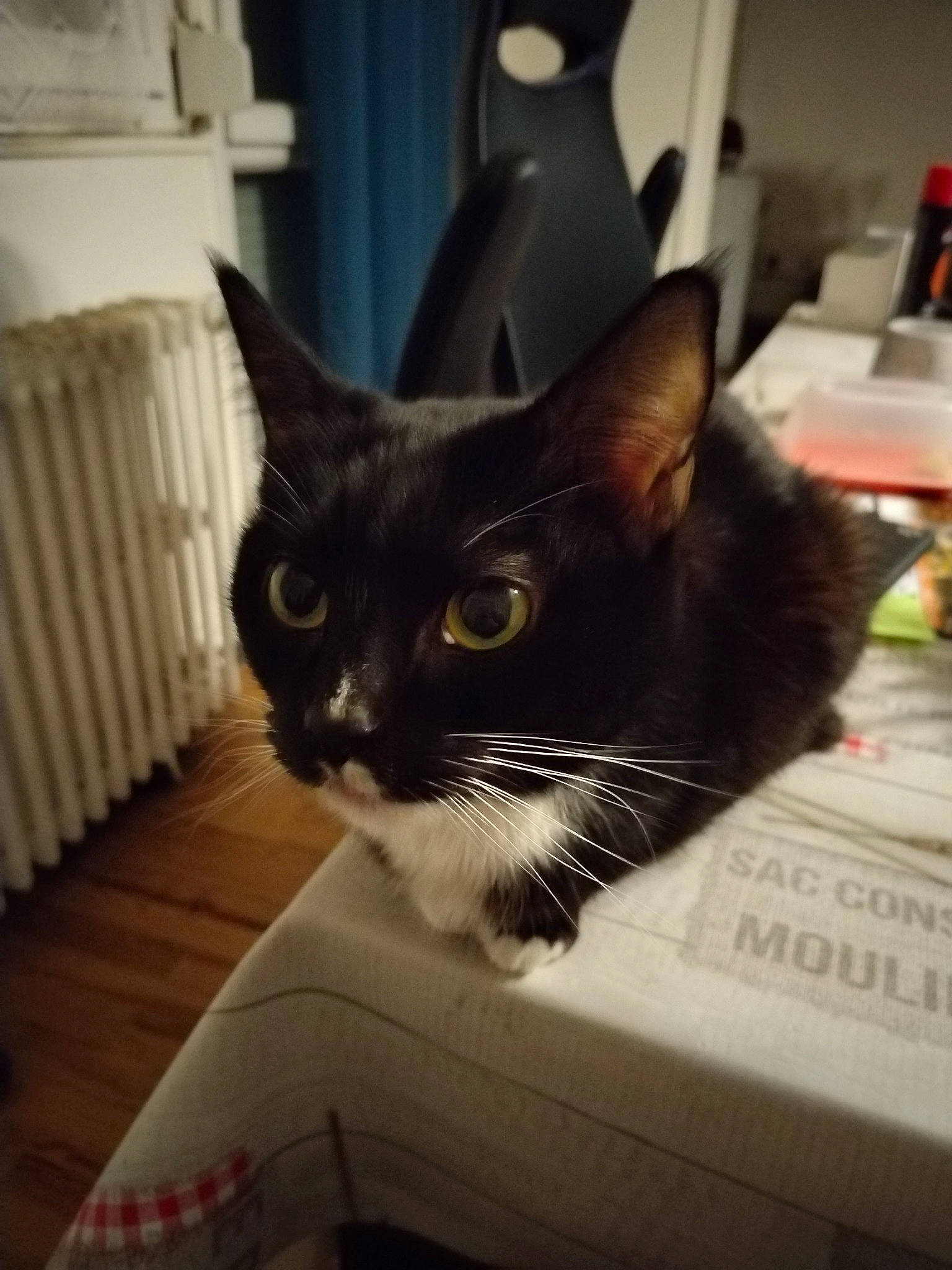 Minnie participe au concours pour gagner de l'argent avec cette photo : box, cardboard, carnivore, carton, cat, comfort, domestic_short_haired_cat, felidae, fur, hardwood, packaging_and_labeling, paper, paper_product, room, small_to_medium_sized_cats, snout, tail, whiskers, wood