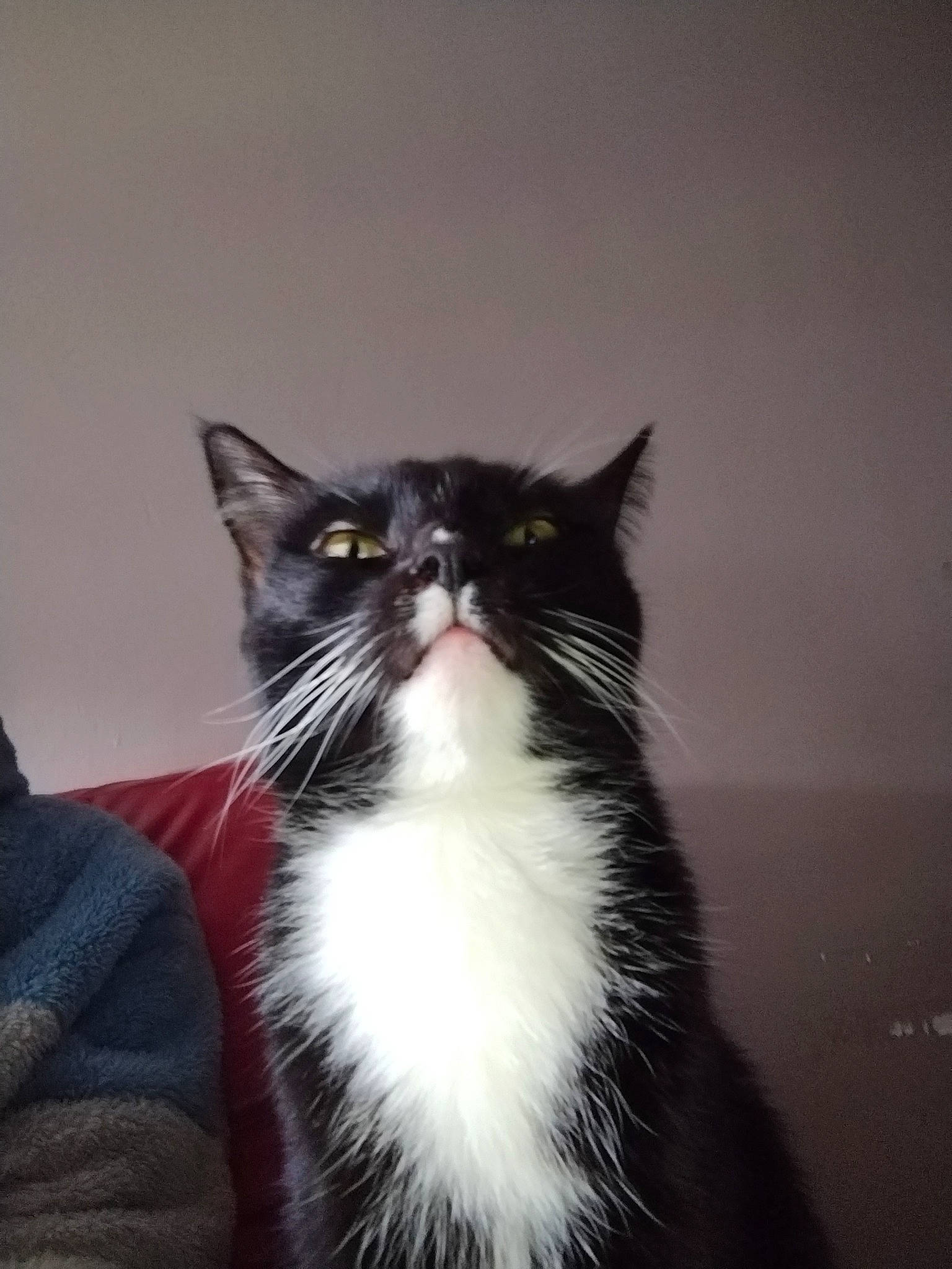 Minnie participe au concours pour gagner de l'argent avec cette photo : black_cat, carnivore, cat, darkness, domestic_short_haired_cat, felidae, formal_wear, fur, monochrome_photography, paw, sitting, small_to_medium_sized_cats, snout, tail, whiskers, window