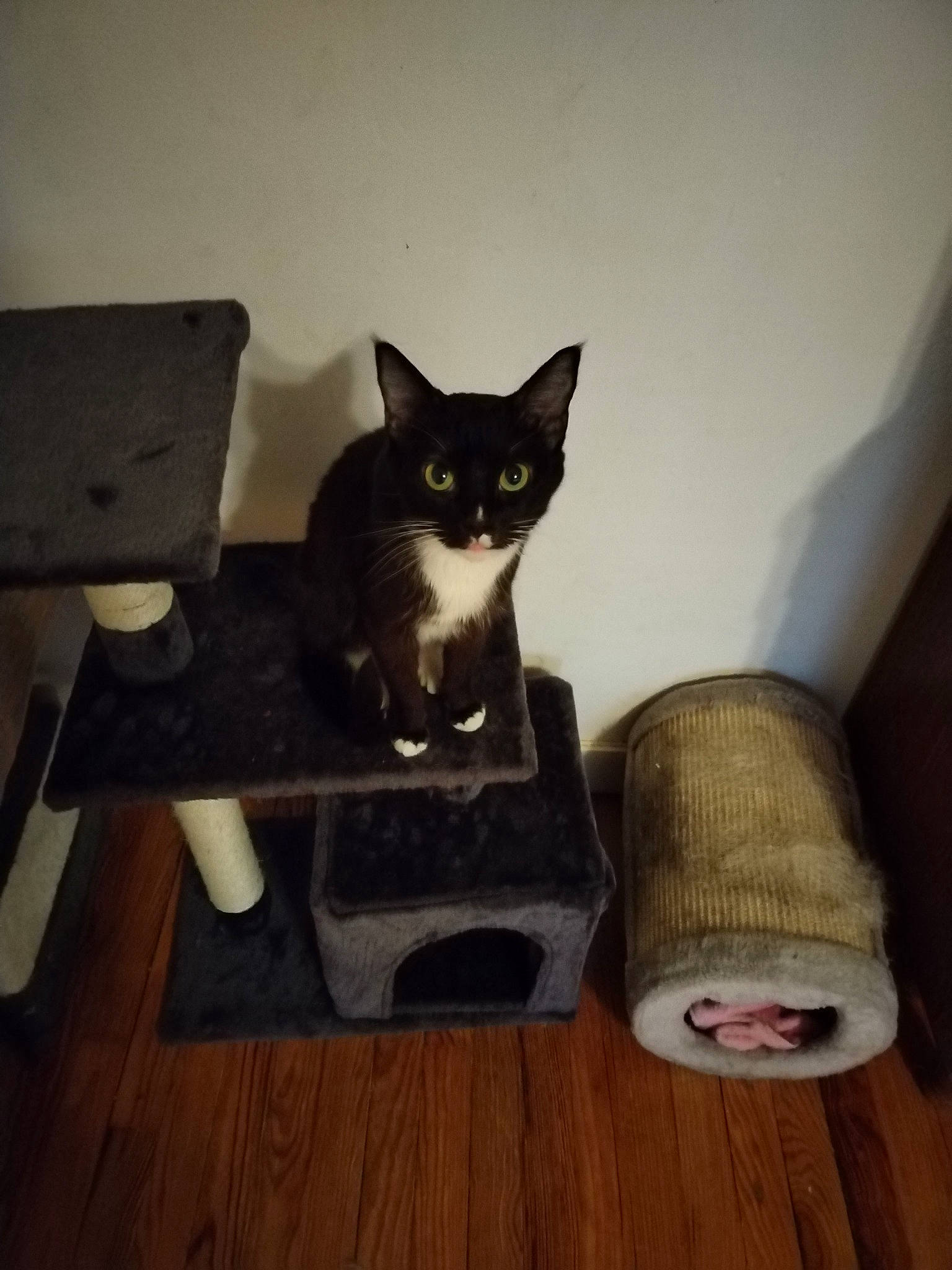 Minnie participe au concours pour gagner de l'argent avec cette photo : black_cat, carnivore, cat, cat_supply, comfort, domestic_short_haired_cat, felidae, flooring, fur, grey, hardwood, laminate_flooring, pet_supply, room, small_to_medium_sized_cats, snout, stairs, tail, whiskers, wood