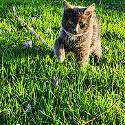 Luna is registered to the contest to win money with this photo: cat, gray_cat, grass, green_grass, purple_flowers, outdoor, sunlight, shadow, pet, animal, nature, field, collar, walking, cute, fur, whiskers, daylight, young_cat, playful