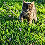 cat, gray_cat, grass, green_grass, purple_flowers, outdoor, sunlight, shadow, pet, animal, nature, field, collar, walking, cute, fur, whiskers, daylight, young_cat, playful