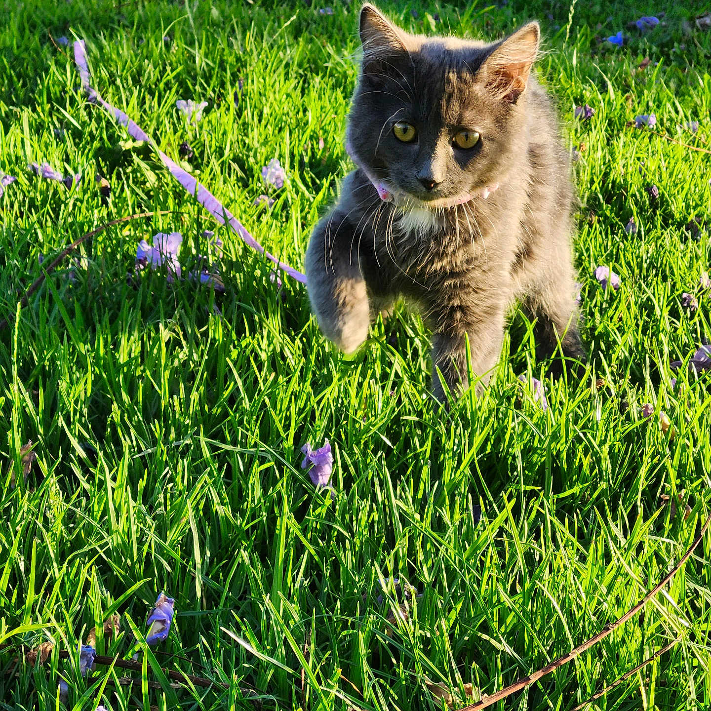 Luna is registered to the contest to win money with this photo: animal, cat, collar, cute, daylight, field, fur, grass, gray_cat, green_grass, nature, outdoor, pet, playful, purple_flowers, shadow, sunlight, walking, whiskers, young_cat