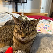 Luna is registered to the contest to win money with this photo: cat, tabby_cat, sleeping, bed, blanket, laptop, stickers, indoor, cozy, resting, feline, pets, close_up, fur, whiskers, domestic_animal, cute, relaxation, soft, home