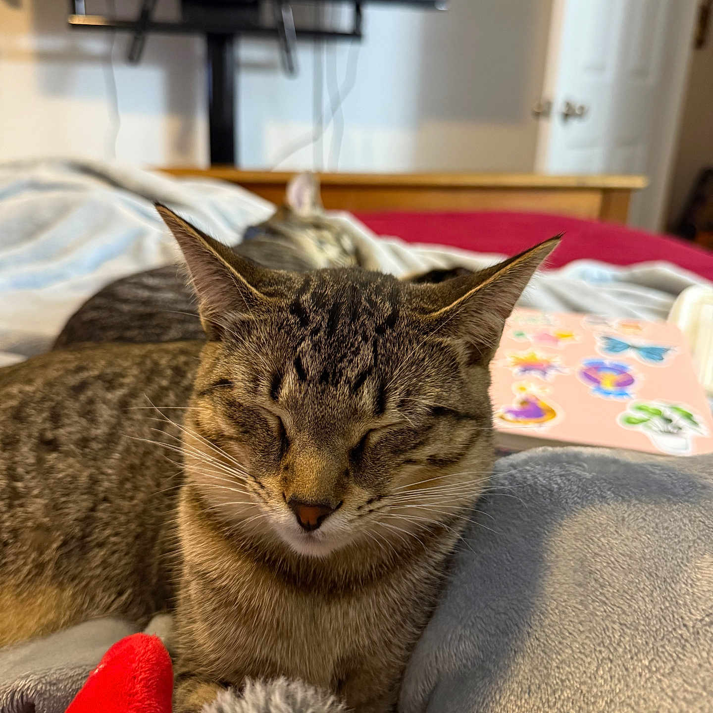 Luna is registered to the contest to win money with this photo: bed, blanket, cat, close_up, cozy, cute, domestic_animal, feline, fur, home, indoor, laptop, pets, relaxation, resting, sleeping, soft, stickers, tabby_cat, whiskers