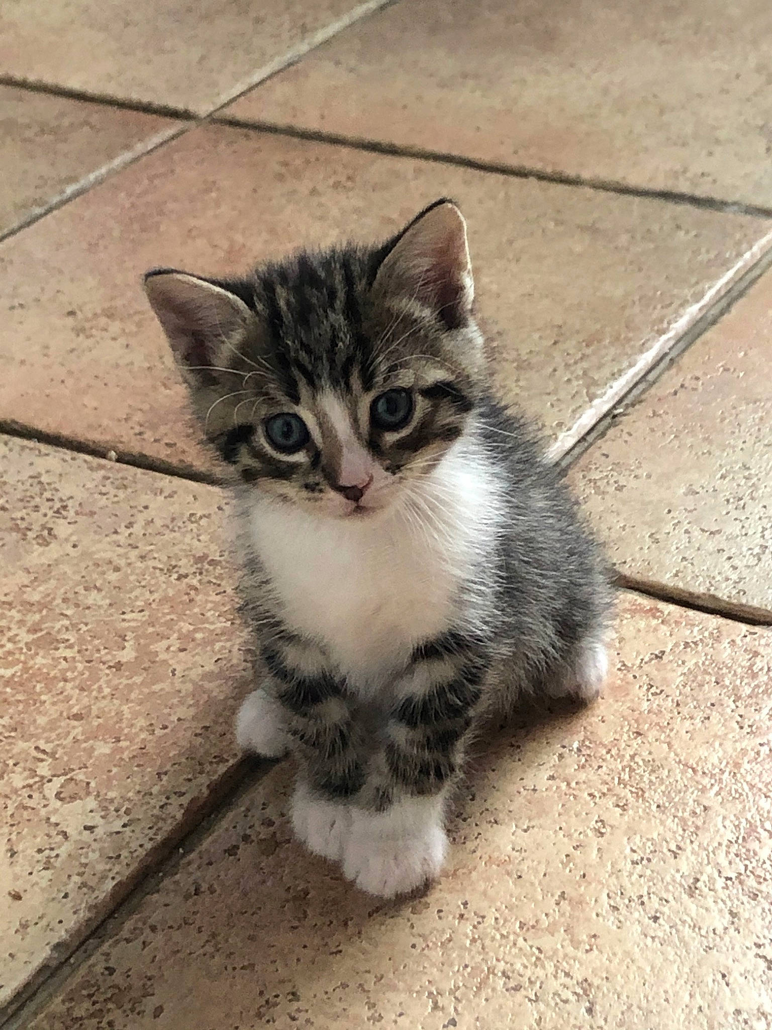 Simba a rejoint le concours — aidez-le/la à gagner de superbes lots ! aegean_cat, american_shorthair, american_wirehair, asian, carnivore, cat, domestic_short_haired_cat, european_shorthair, eye, felidae, kitten, mammal, munchkin, ojos_azules, polydactyl_cat, small_to_medium_sized_cats, snout, tabby_cat, vertebrate, whiskers