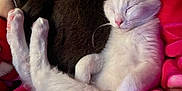 Casper is registered to the contest to win money with this photo: cat, kitten, sleeping, white_cat, furry, cozy, blanket, red_blanket, resting, pet, animal, cute, companion, fur, relaxation, indoors, soft, domestic_cat, snuggling, peaceful