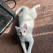 Casper is registered to the contest to win money with this photo: cat, white_cat, fluffy, carpet, indoor, sunlight, relaxed, pet, feline, ears, tail, whiskers, paws, looking_up, shadow, speaker, home, floor, cozy, animal